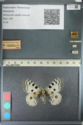 Media type: image;   Entomology 175247